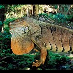 L'Iguane vert.  איגואנה ירוקה מיערות הגשם 